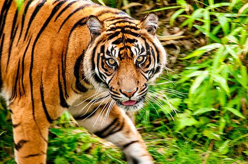 Tijger loopt in de jungle en kijkt naar de camera