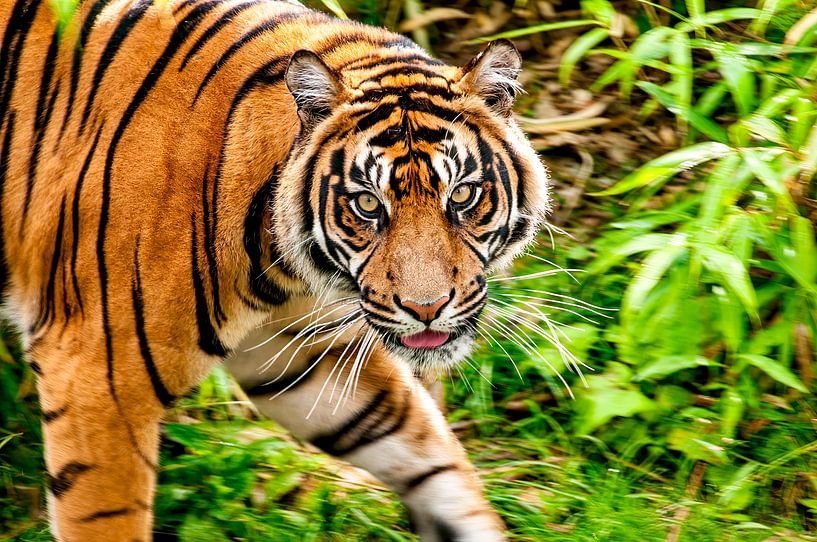 Tiger walking in the jungle and looking at the camera by Sjoerd van der Wal Photography
