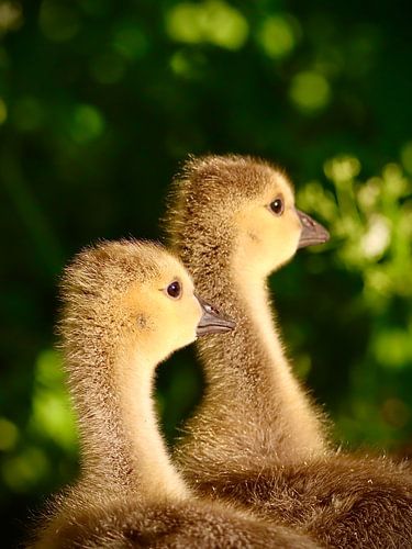 Oisons dans leur duvet
