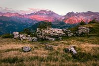 Roze Alpen