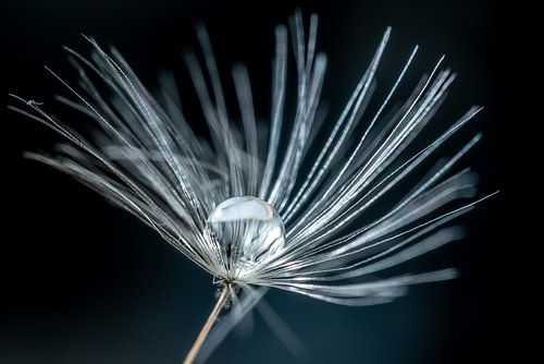 Druppel gevangen in een Taraxacum pluisje