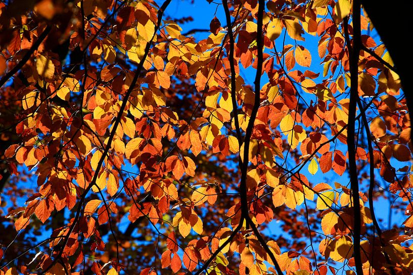 Beuken van Thomas Jäger