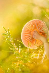 Pilz.