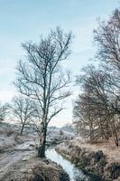 Winter in Wolfheze - Folgen Sie dem Strom - Veluwe, Niederlande