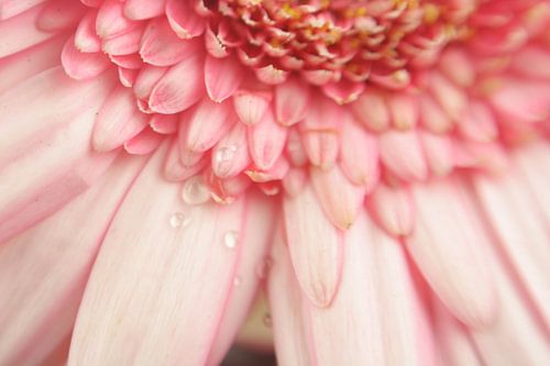 Fleur