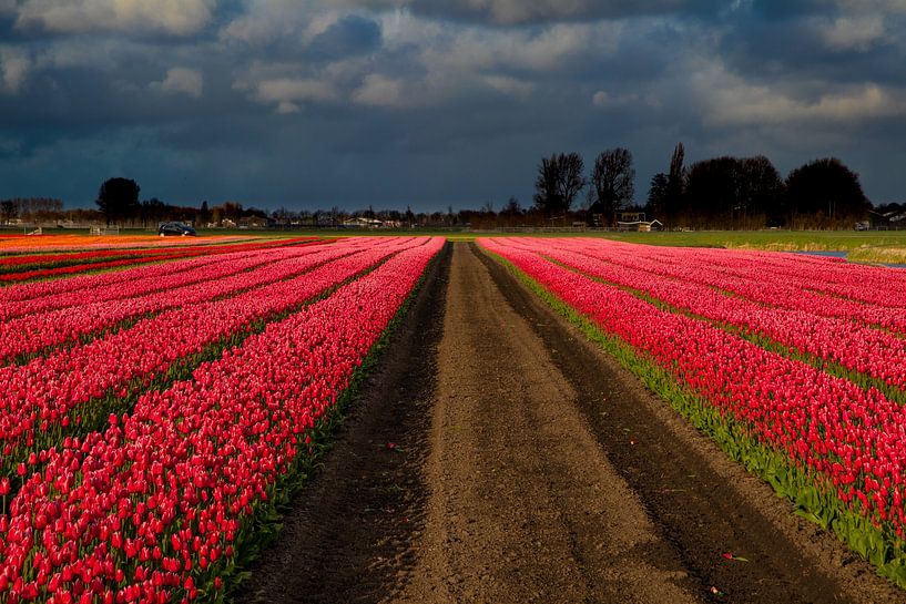 sunny scene by peterheinspictures