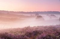 Een mistige ochtend op de heide