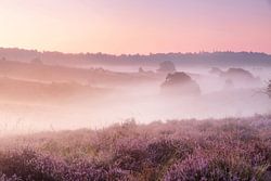 Een mistige ochtend op de heide