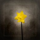 Frühjahrsblüher - Das Osterglöckchen | Vintage-Stil gold von Melanie Viola Miniaturansicht