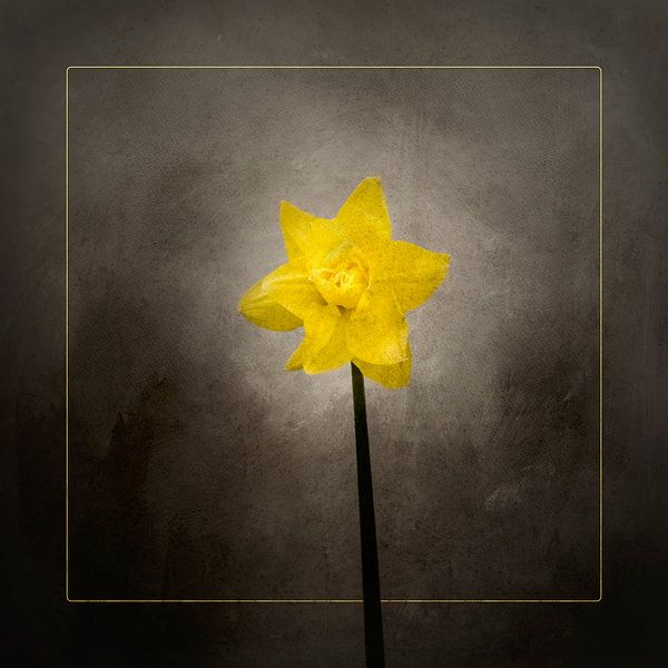 Frühjahrsblüher - Das Osterglöckchen | Vintage-Stil gold von Melanie Viola