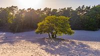 boom in Loonse en Drunense Duinen tijdens zonsondergang van Jessica Lokker thumbnail