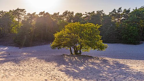 boom in Loonse en Drunense Duinen tijdens zonsondergang