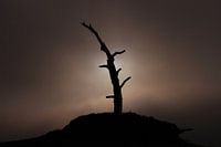 Mistlandschap met doorbrekende zon bij dode boom