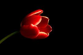 Rote Tulpe von Flowers by Ceciel