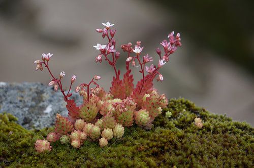 Une plante grasse en fleur