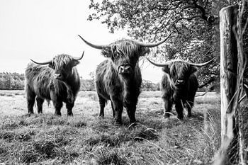 Scottish Highlanders