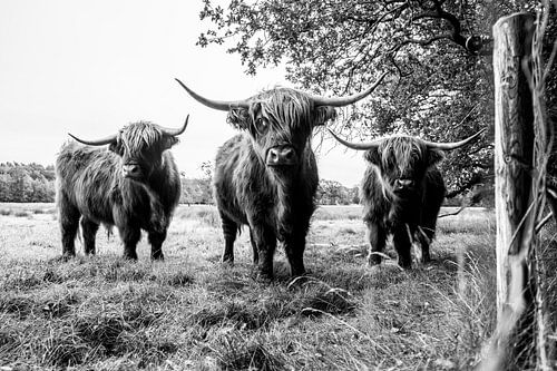 Schottische Highlander