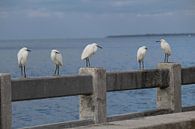 Vogels in St. Pietersburg Florida by Berg Photostore thumbnail