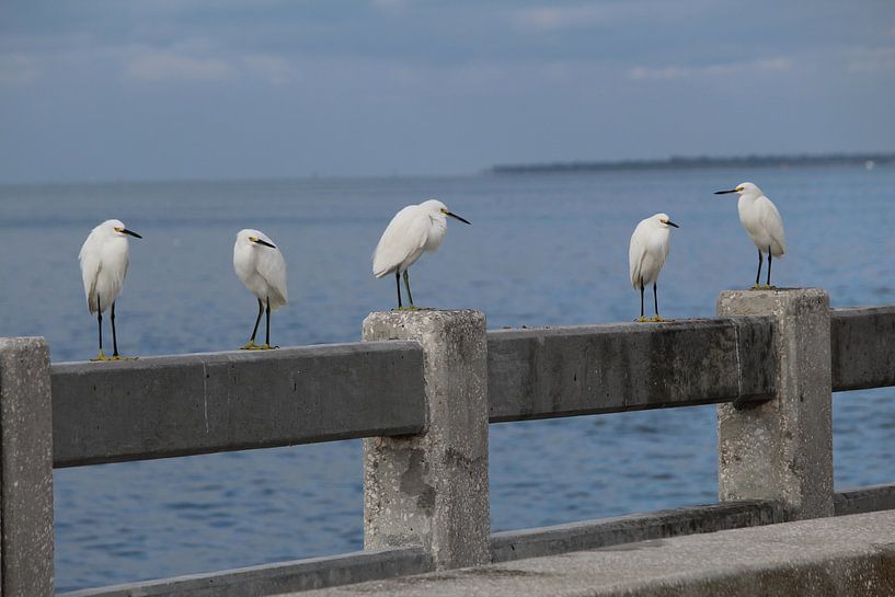 Vogels in St. Pietersburg Florida by Berg Photostore