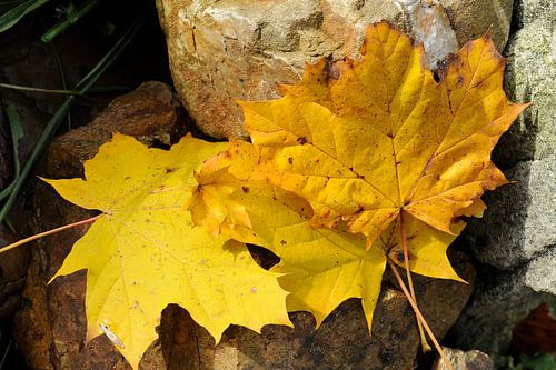 Herfst