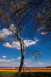 Tulpenveld by Patrick Ruitenbeek