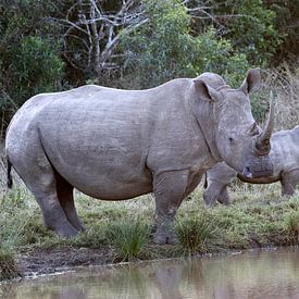 Witte neushoorn met kalf van Karsten van Dam