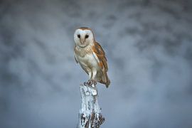 Effraie des clochers sur Samantha Rorijs