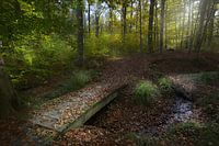 Houten brug in het herfstbos