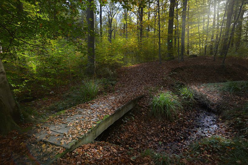 Wooden bridge in the autumnal forest by Dieter Beselt