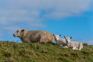 Lämmer und Schafe auf Texel