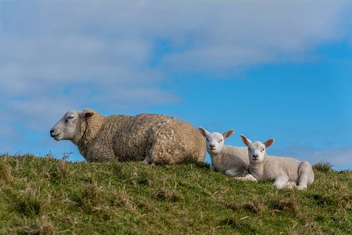 Agneaux et moutons à Texel
