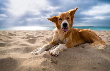 Hond liggend op het strand van Raphotography