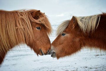 Little kiss by Elisa in Iceland
