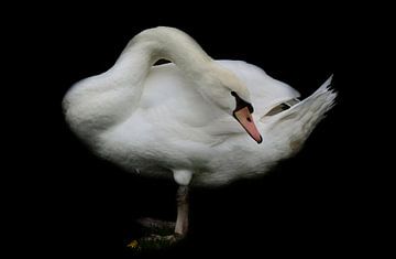 Witte zwaan van Ulrike Leone