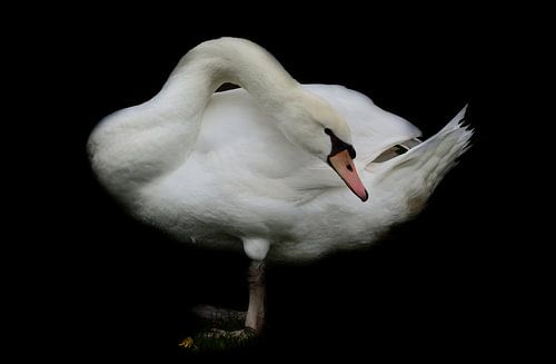 White swan
