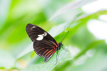 Macro van een tropische Heliconius vlinder