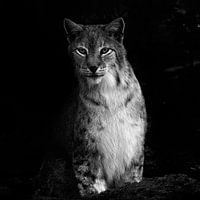 Der Luchs