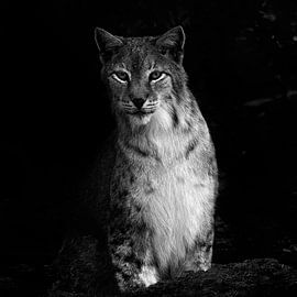 Der Luchs von Ken Kühlbrandt