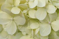 Hortensia.