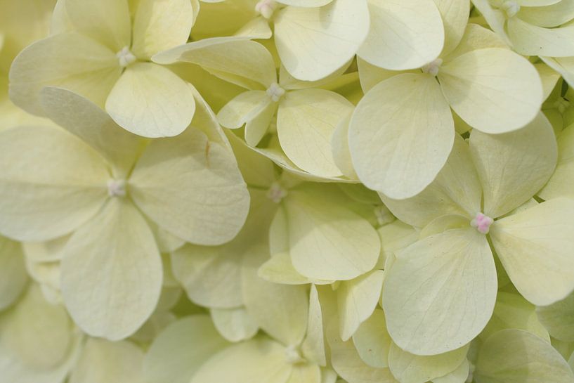 Hortensia. by Marianne van der Bent
