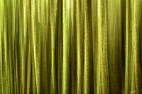 Abstrakter Wald auf Madeira