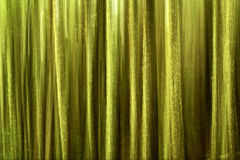 Abstract forest in Madeira by Oliver Lahrem