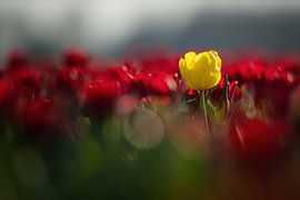 Ausnahme von Bart Hendrix