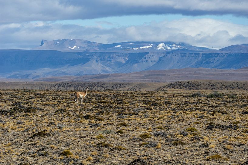Guanaco llama in Patagonia by Daan Beverdam