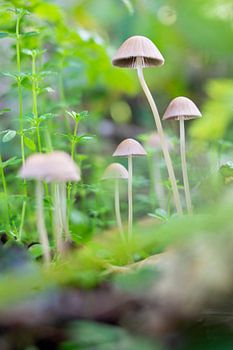 Mycena Paddenstoel