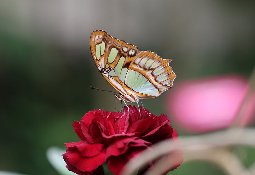 Malachite butterfly by Matthias Brix
