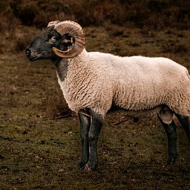 Steinbock als Sternzeichen. von ThograPictures