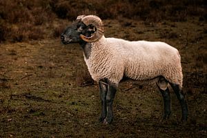 De steenbok als sterrenbeeld. van ThograPictures