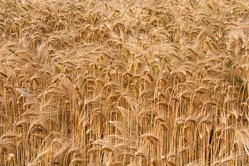 Grainfield by Tuur Wouters