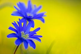 Balkan-Windröschen, Anemone blanda von AGAMI Photo Agency